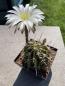 Preview: Echinopsis Hybr. weiss